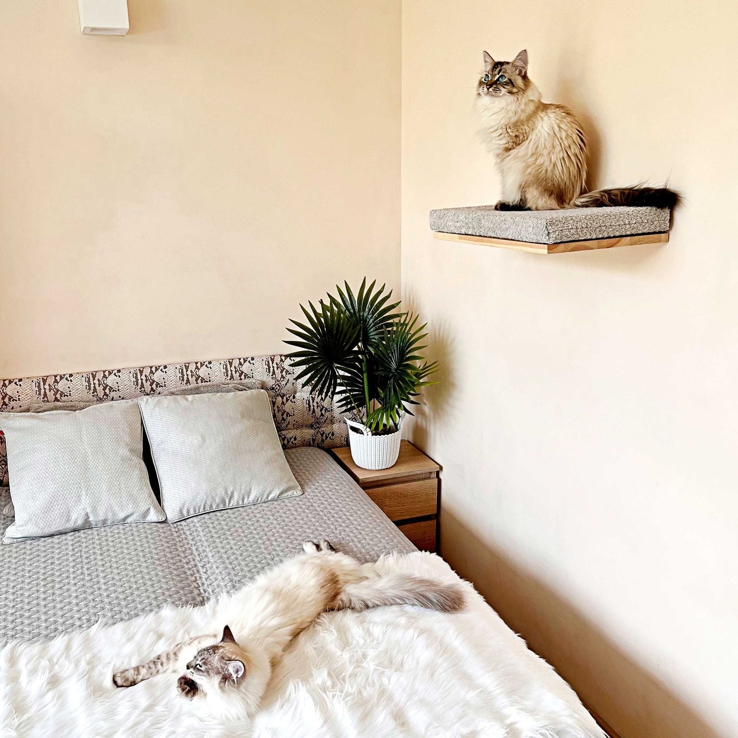 Cozy Cat Shelf